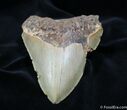 Bargain Inch Megalodon Tooth #1173-1